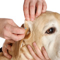 Canes sani - Gesunde Hunde: Mobile Hundephysiotherapie- und Tierheilpraxis - nw_hund_113011_243_f1_web_jpghundephysiotherapeuten13011_243_f1_web_jpg.jpg