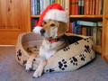 suche Hundebetreuung für Urlaub - nw_hund_1tiger_weihnachtlich_56_jpghundehorttiger_weihnachtlich_56_jpg.jpg